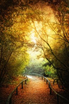 a path in the woods with trees and leaves on both sides, leading to a bright light