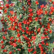 small red flowers are growing in the garden