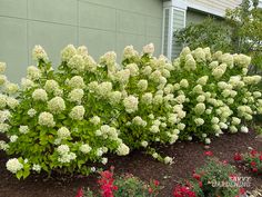 some very pretty white flowers by the side of a green building with red and pink flowers