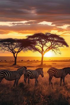 four zebras are standing in the grass near a tree at sunset, with other animals in the background