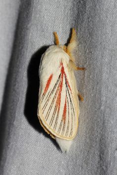 a close up of a moth on a person's arm and the underside of its wing