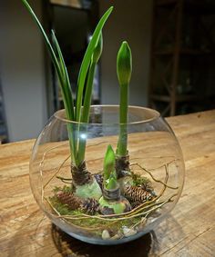 two green plants in a glass bowl on a table