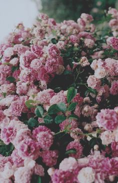 pink flowers with speech bubbles above them saying it's locked and go runny