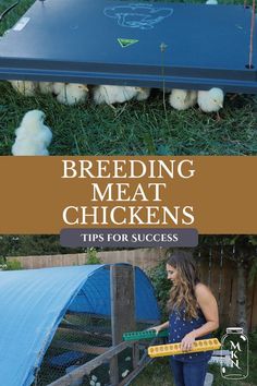 a woman standing in front of a blue chicken coop with chickens on it and the title, breeding meat chickens tips for success