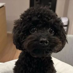 a small black dog sitting on top of a bed