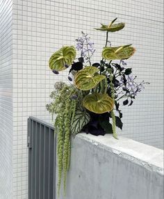 there is a plant that is on the ledge