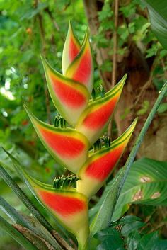 a plant with red and yellow flowers in the middle of some green leaves on a tree