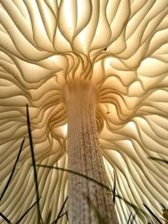 the underside of a large mushroom like structure