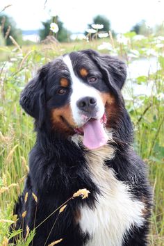 a black, white and brown dog sitting in tall grass with its tongue out looking at the camera