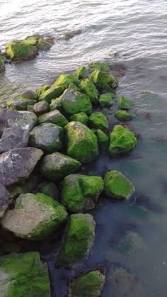 green moss growing on rocks in the water