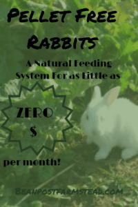 a white rabbit sitting in the grass with text overlay that reads, how to get free rabbits