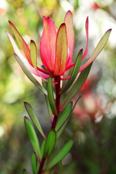 a pink flower with green leaves in the foreground