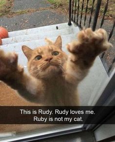 an orange cat standing on its hind legs in the back of a truck with it's paws up