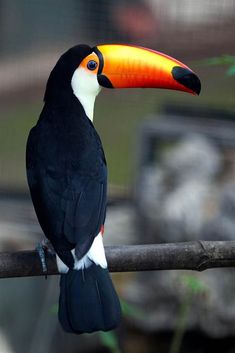 a black and white bird with a colorful beak