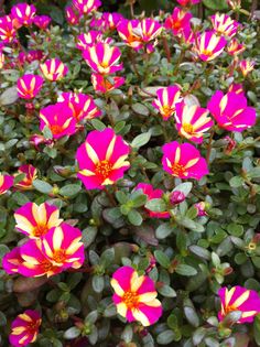 pink and yellow flowers are blooming in the garden