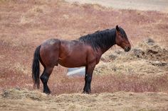 a brown horse standing on top of a dry grass covered field next to a hill