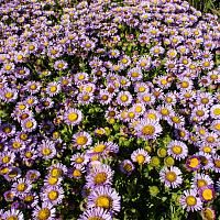 many purple and yellow flowers in the grass