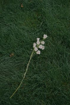 some white flowers are laying in the grass