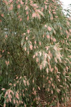 a large tree with lots of pink flowers on it