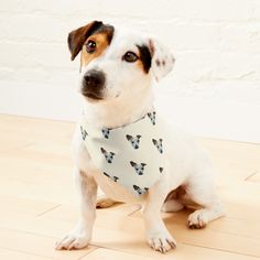 a dog wearing a bandana sitting on the floor