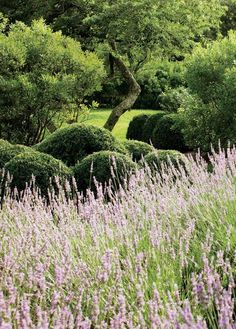 purple flowers and bushes in the middle of a field