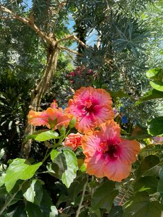 some pink and orange flowers are in the bushes