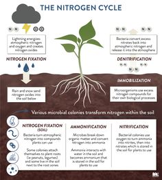 the life cycle of a plant and its functions info poster, science posters, teaching resources,