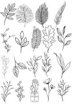 various leaves and branches drawn in black ink