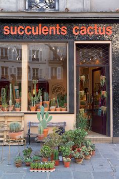 a store front with many potted cacti in the window and on the sidewalk