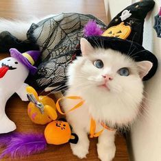 a white cat with blue eyes wearing a witches hat and surrounded by other halloween decorations