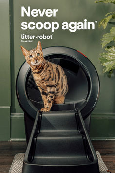 a cat sitting on top of a litter box with the caption never scoop again