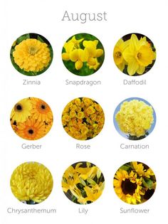 an iphone screen showing different types of flowers and their names in english, spanish, and german