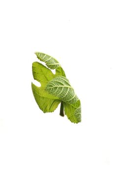 a green leaf is shown against a white background