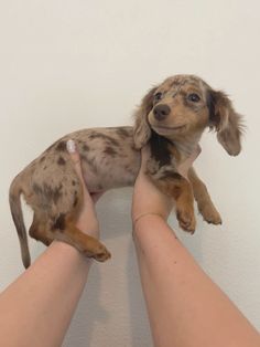 a small dog sitting on top of someone's leg with it's paw in the air