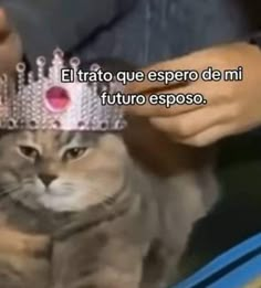 a cat with a tiara on it's head is being petted by someone