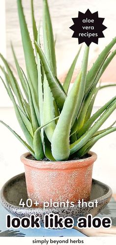 an aloe plant sitting on top of a plate with the words, 40 plants that look like aloe simply beyond herbs