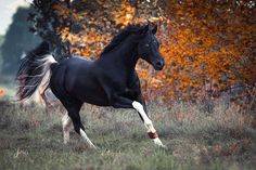 a black horse is galloping through the grass in front of trees with orange leaves