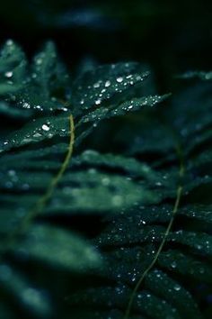 green leaves with water drops on them in the dark night time, close up view