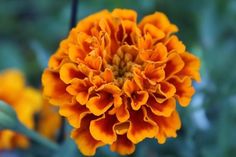 an orange flower with green leaves in the background