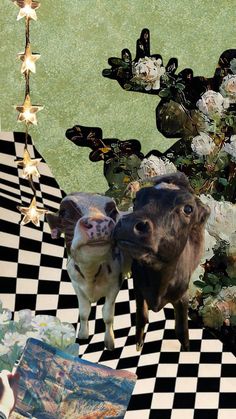 two small dogs standing next to each other on a checkered floor with white flowers