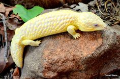 a yellow lizard sitting on top of a rock