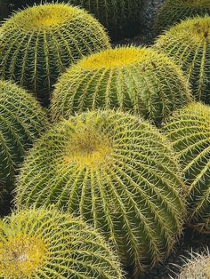 many green cactus plants with yellow tops