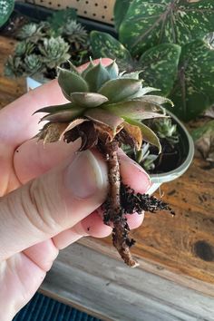 a person holding a small plant in their hand