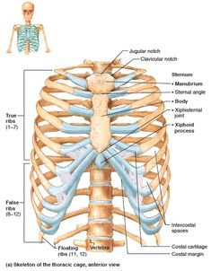 the bones and ribs are labeled in this diagram