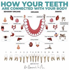 Tooth Chart, Wisdom Teeth Removal, Facial Yoga, Bloated Stomach, Reflexology Massage, Healthy Herbs, Dental Surgery, Natural Health Tips