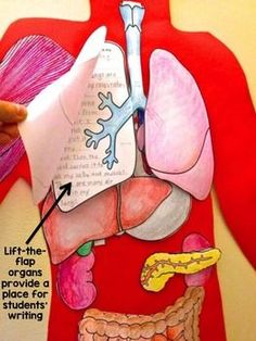 a diagram of the human body and its organs