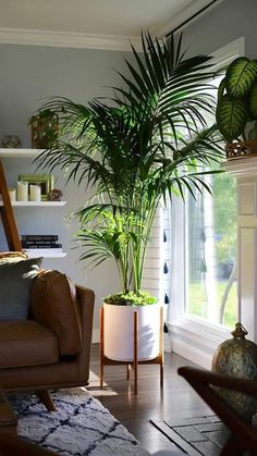 a houseplant in a living room next to a window