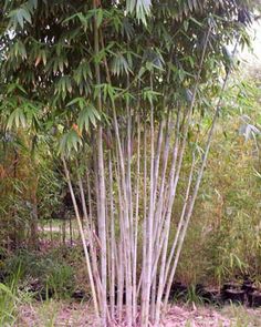 a bamboo tree in the middle of a forest