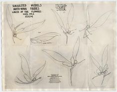 an old sheet of paper with drawings of birds and flowers on it's side