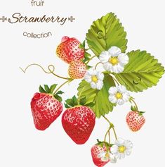 an illustration of strawberries and daisies on a green background with the words, fruit strawberry collection